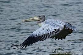 Pink-backed Pelican