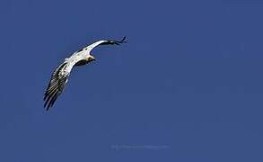 Egyptian Vulture