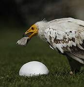 Egyptian Vulture