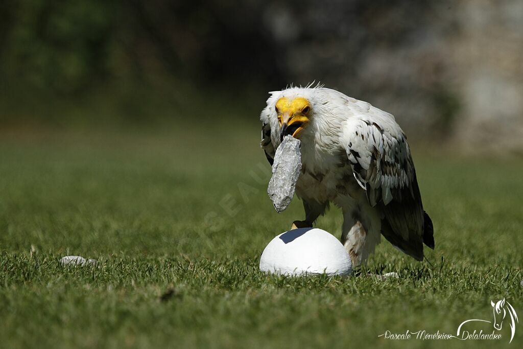 Egyptian Vulture