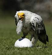 Egyptian Vulture