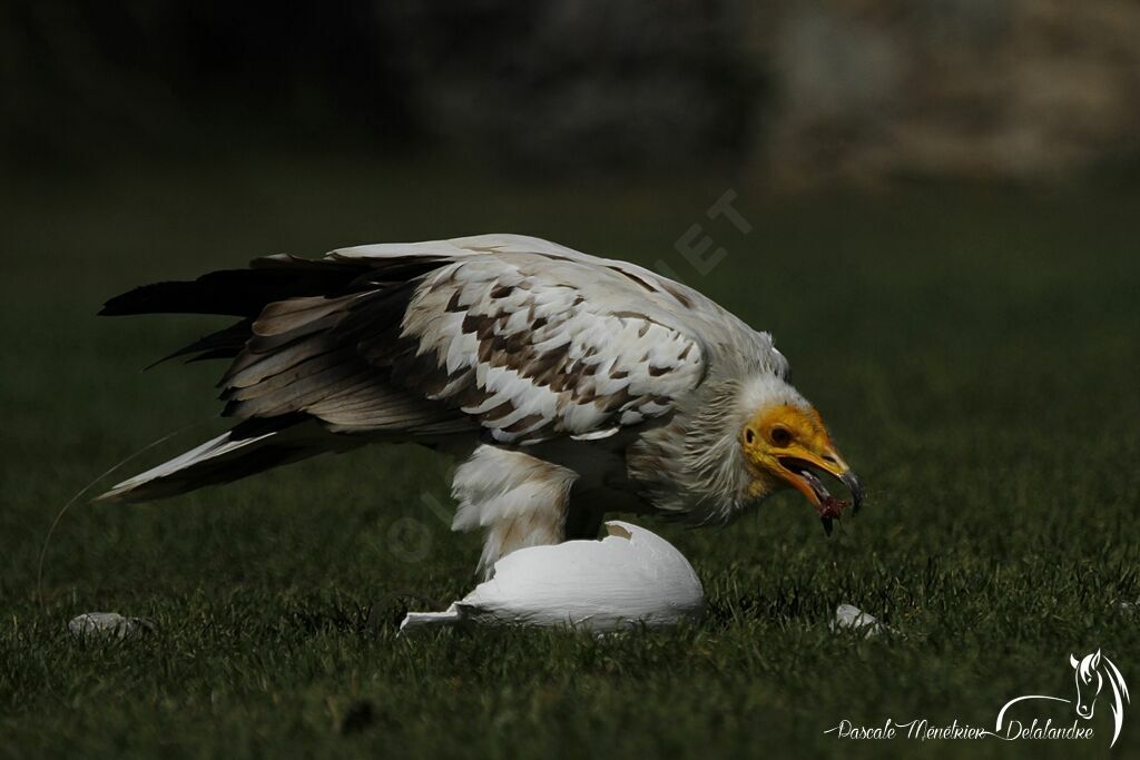 Egyptian Vulture