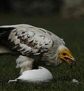 Egyptian Vulture