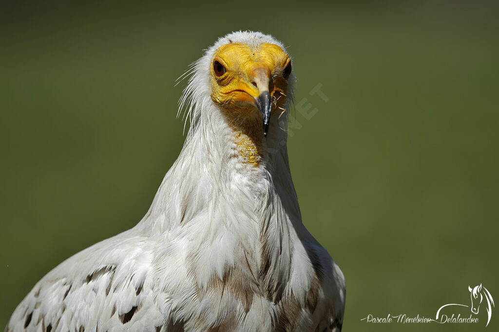 Egyptian Vulture