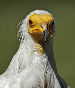 Egyptian Vulture