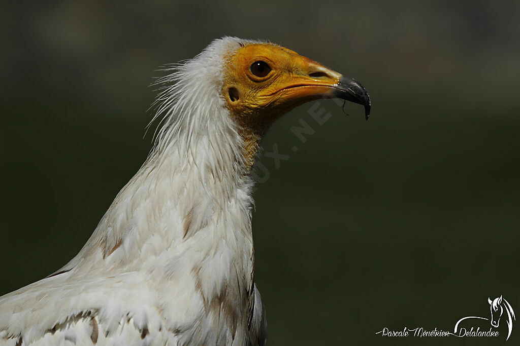 Egyptian Vulture