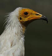 Egyptian Vulture