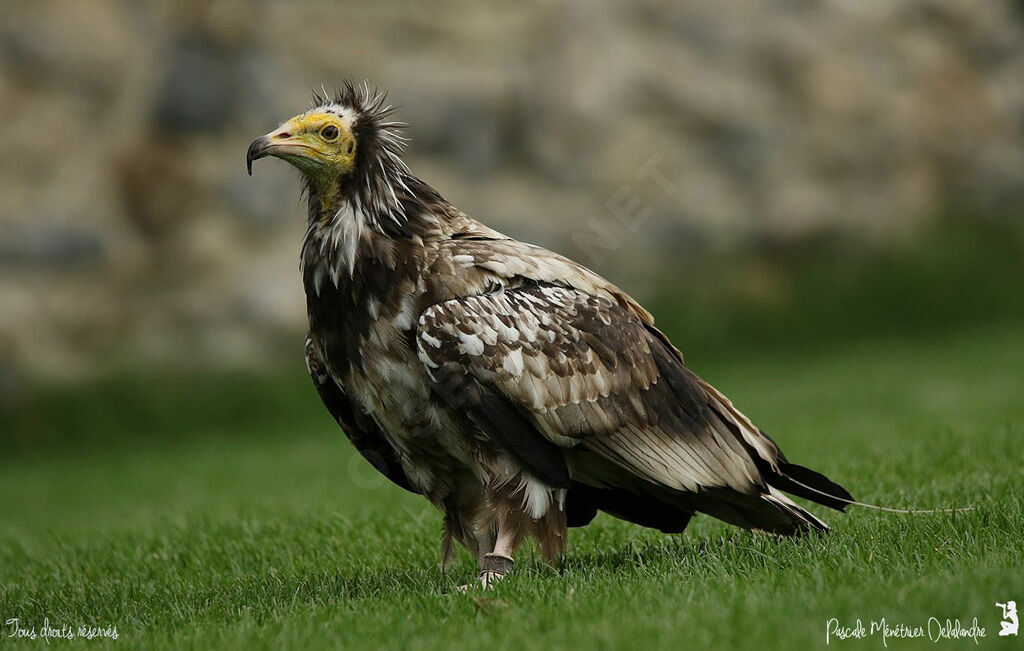 Egyptian Vulturejuvenile