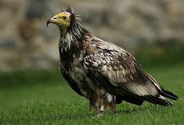 Egyptian Vulture