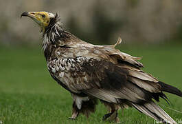 Egyptian Vulture