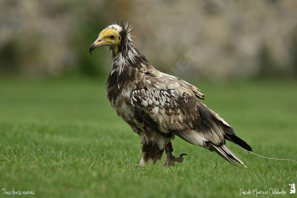 Egyptian Vulturejuvenile