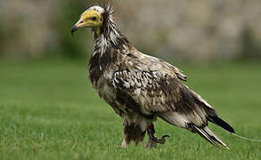 Egyptian Vulture