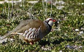 Red-legged Partridge