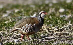 Red-legged Partridge