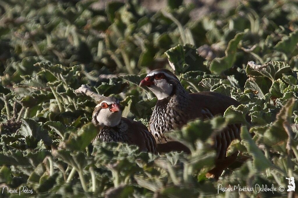 Red-legged Partridge