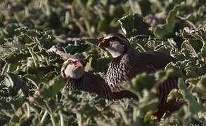 Red-legged Partridge