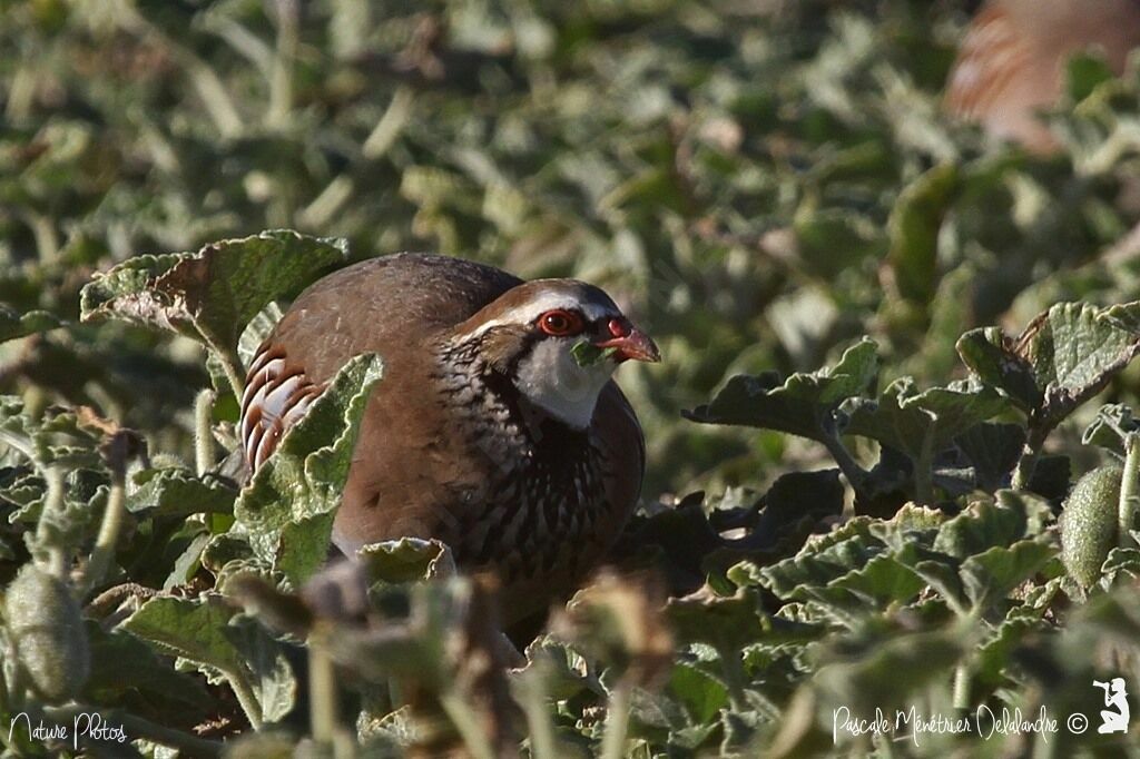 Red-legged Partridge