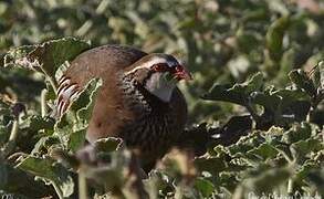 Red-legged Partridge