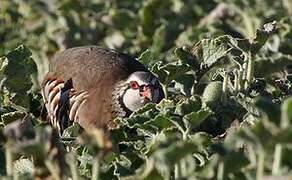 Red-legged Partridge