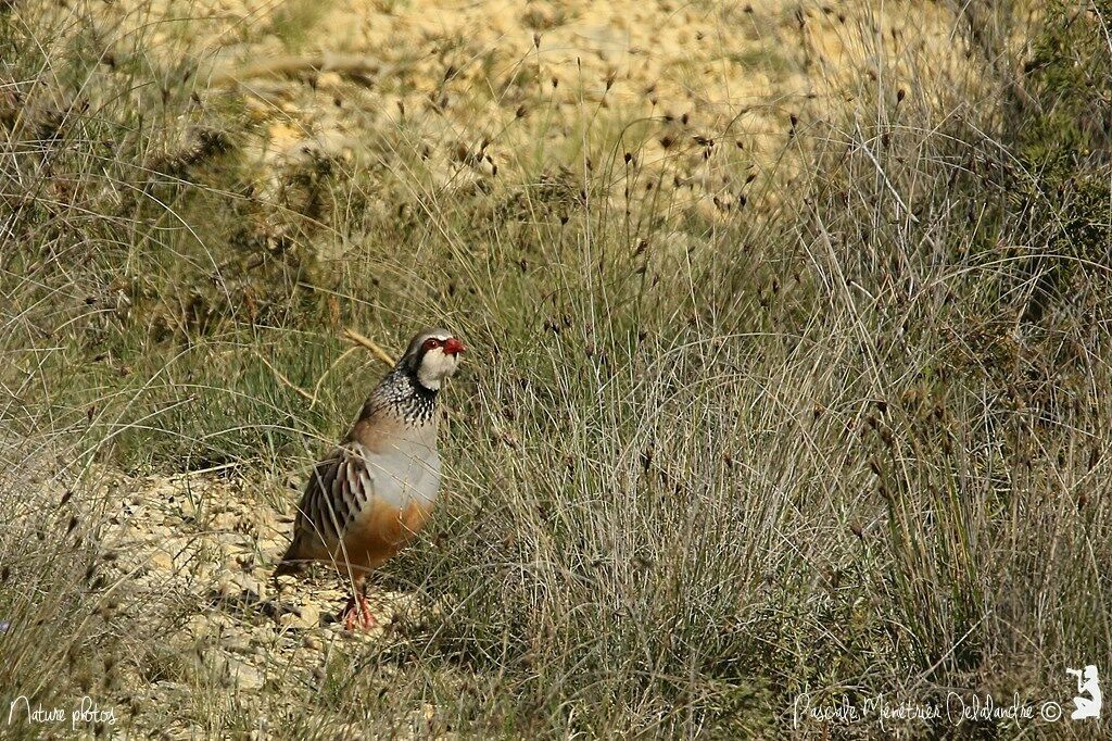 Red-legged Partridge