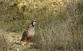 Red-legged Partridge