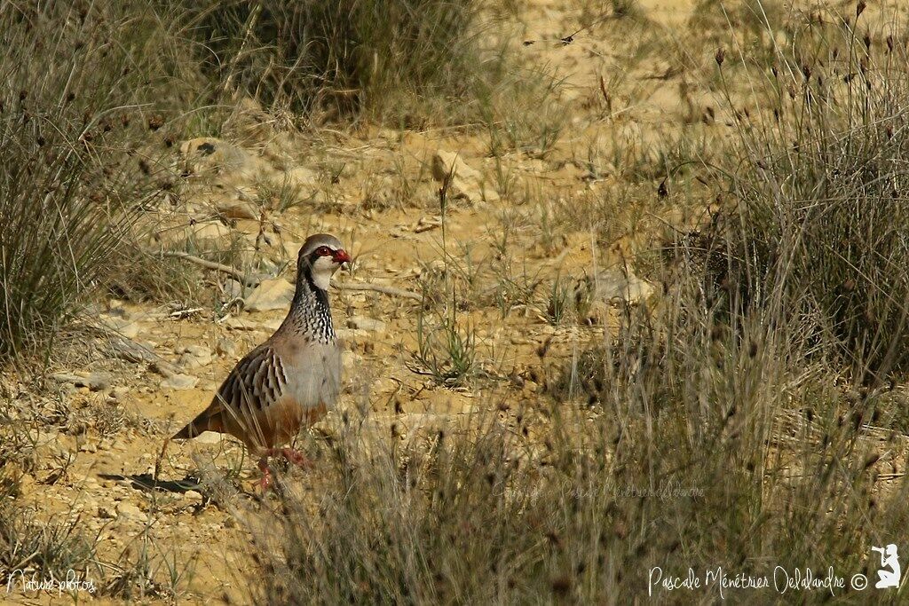 Red-legged Partridge