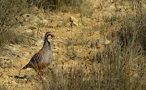 Red-legged Partridge