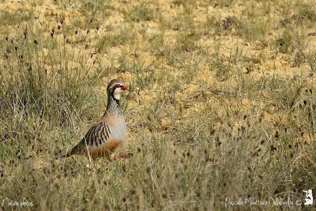 Red-legged Partridge