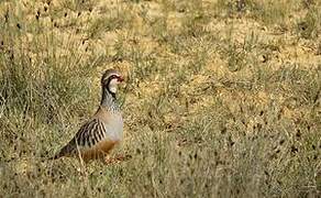 Red-legged Partridge