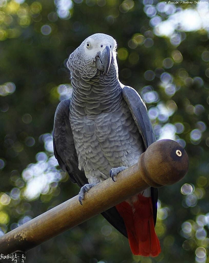 Grey Parrot