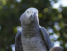 Grey Parrot