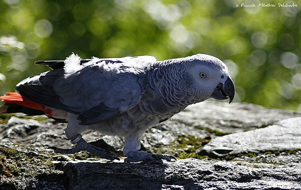 Grey Parrot