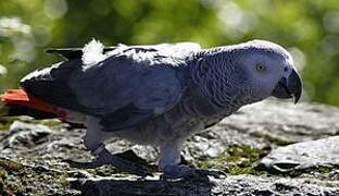 Grey Parrot