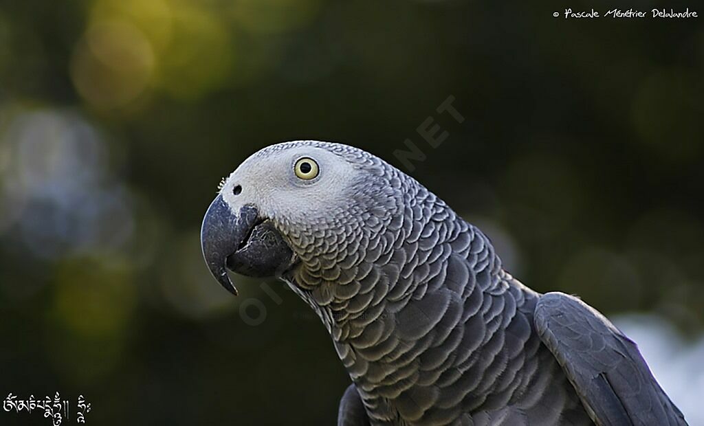 Grey Parrot