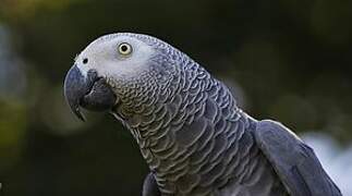 Grey Parrot