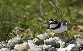 Little Ringed Plover