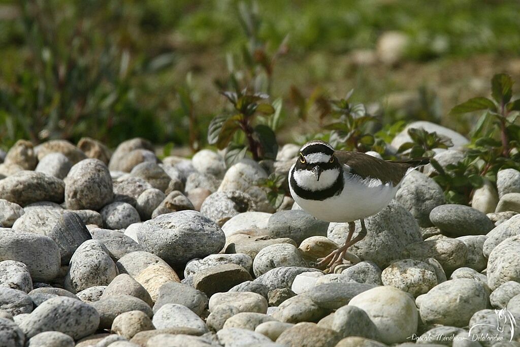 Little Ringed Plover