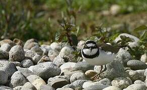 Little Ringed Plover