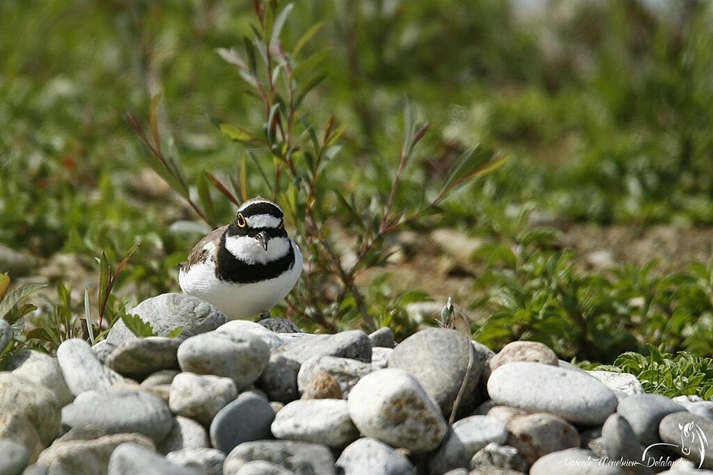 Little Ringed Plover