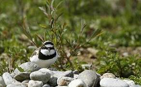 Little Ringed Plover