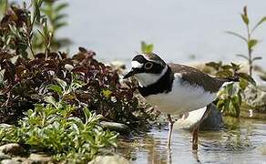 Little Ringed Plover