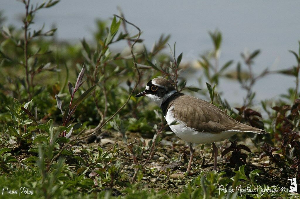 Little Ringed Plover