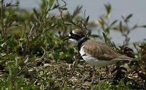 Little Ringed Plover