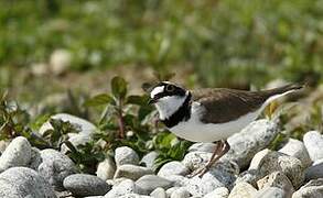 Little Ringed Plover