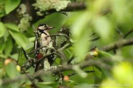 Great Spotted Woodpecker