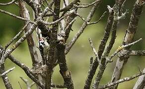 Lesser Spotted Woodpecker