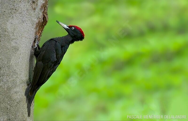 Black Woodpecker male