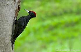 Black Woodpecker