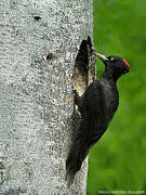 Black Woodpecker