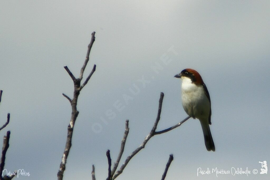 Woodchat Shrike